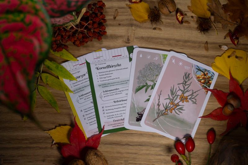 Wildfrüchte-Lernkarten Set