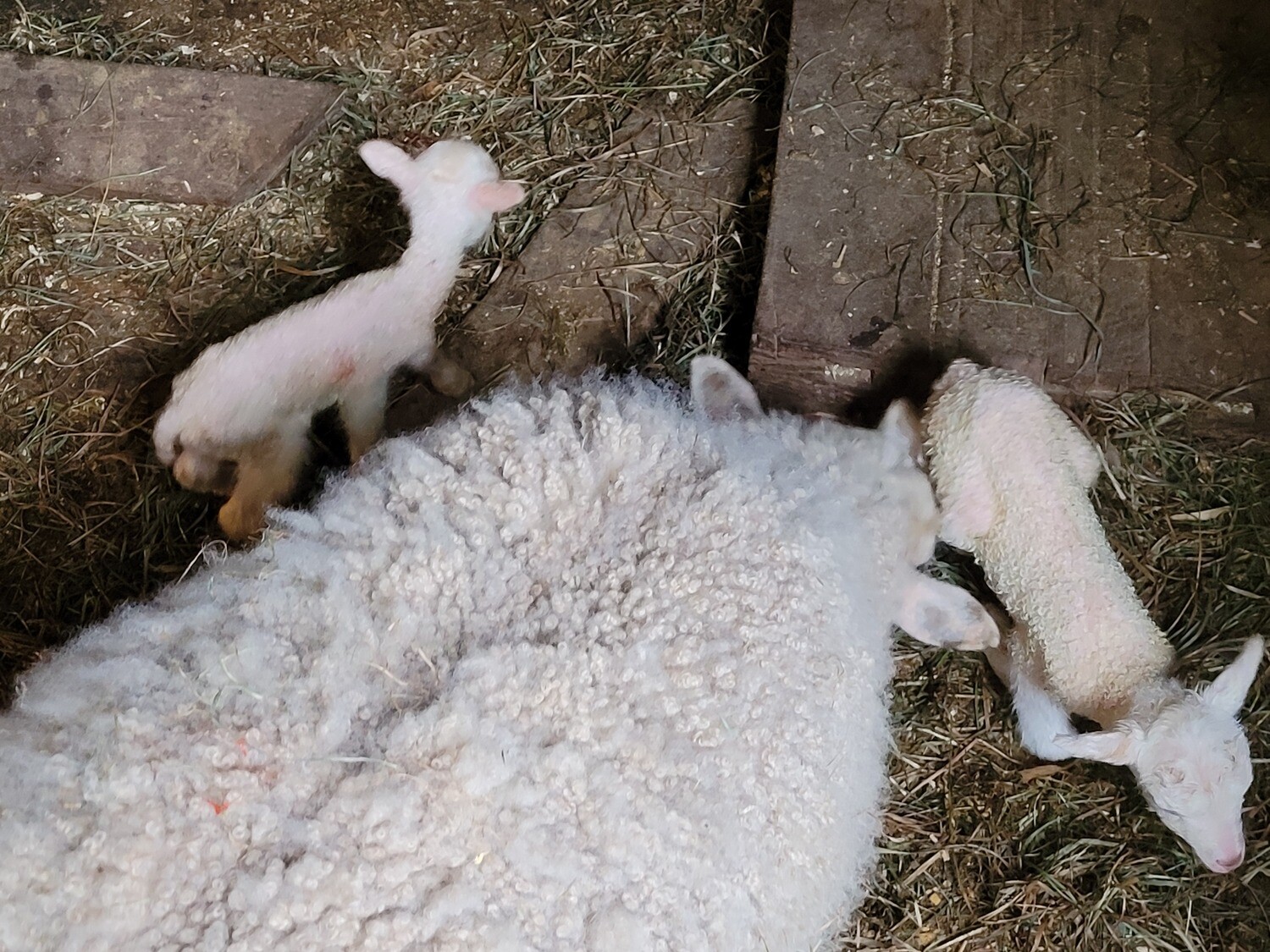 Various skirted off-white Finnsheep fleeces