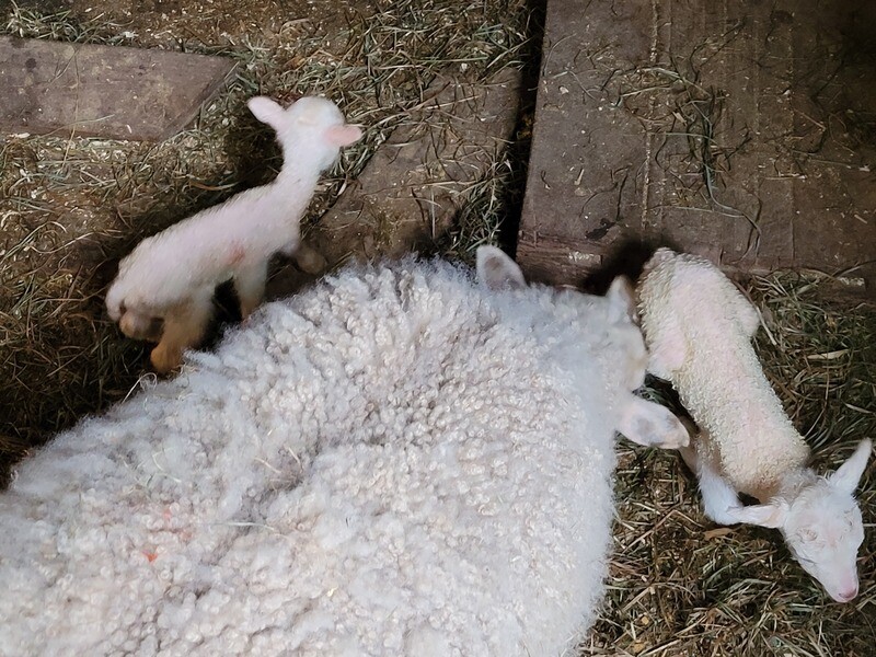 Various skirted off-white Finnsheep fleeces