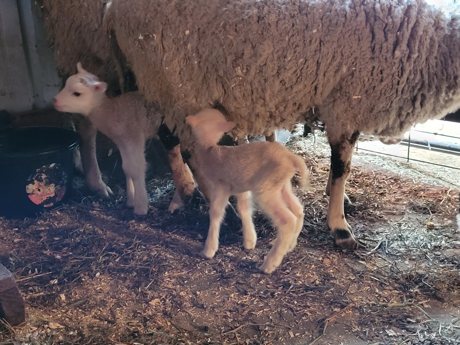 Finnsheep ewe breeding stock