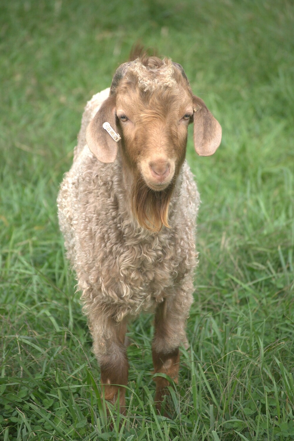 Cashgora kid buckling goats