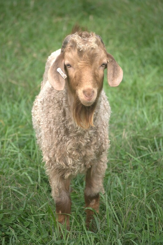 Cashgora kid buckling goats