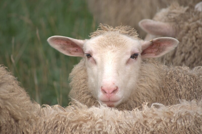 Spring 2023 Finn lambs