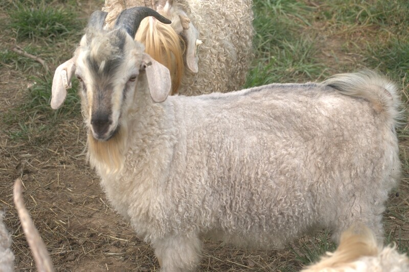 Cashgora buck goats