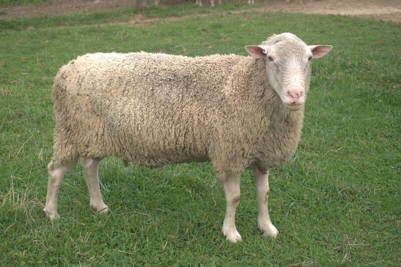 Finnsheep ram breeding stock