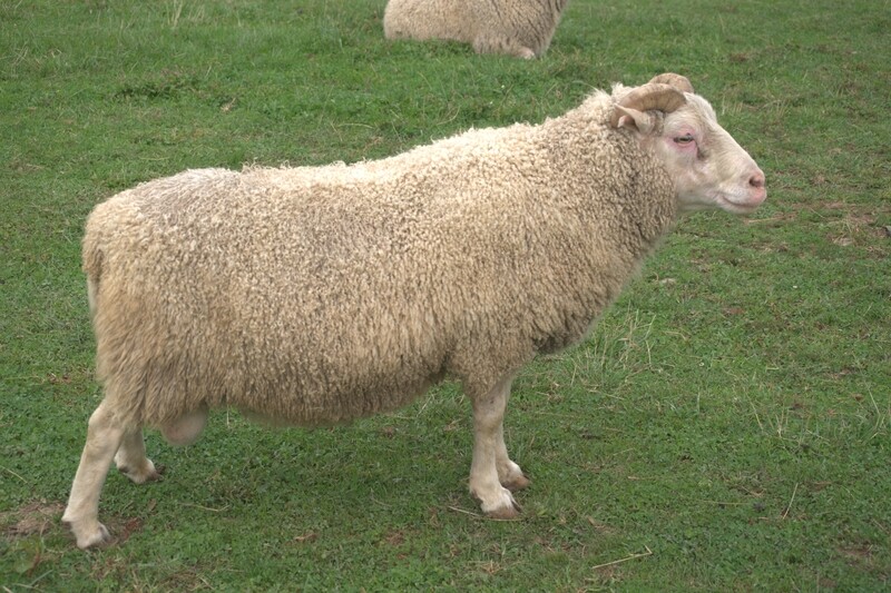Stud sheep and goat breeding services