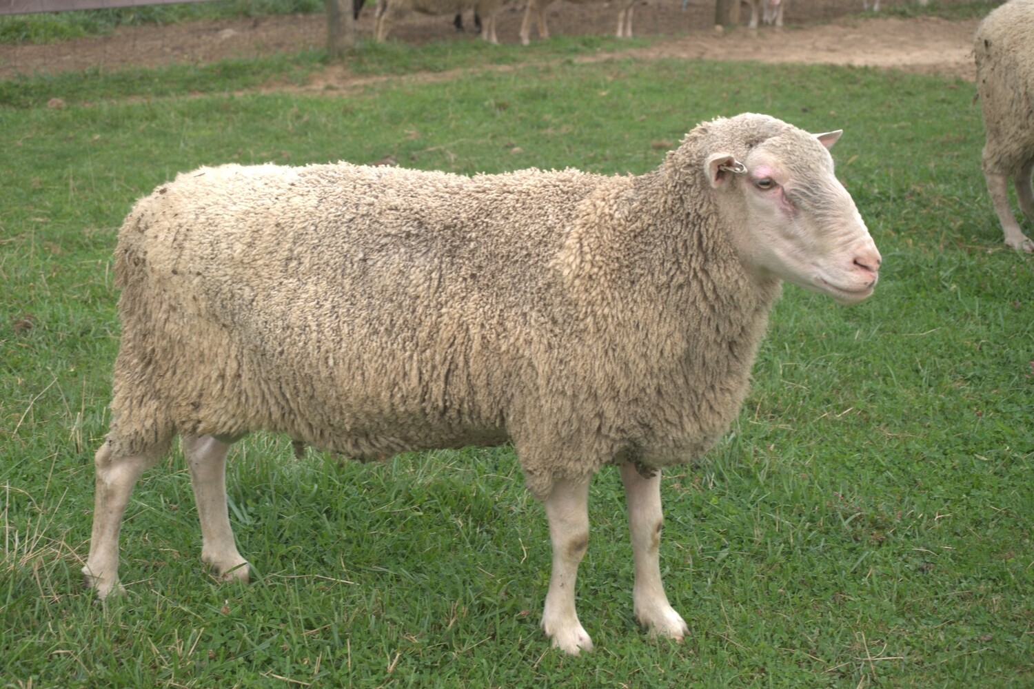 Stud ram breeding breeding services