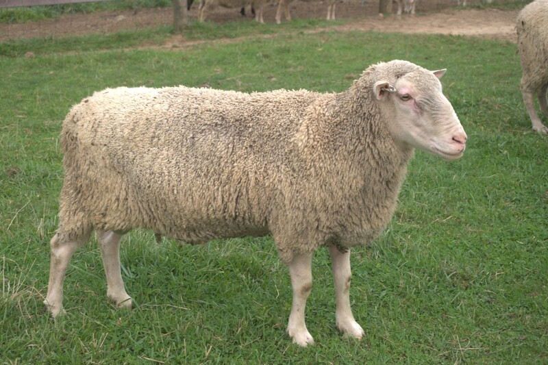 Stud ram breeding breeding services