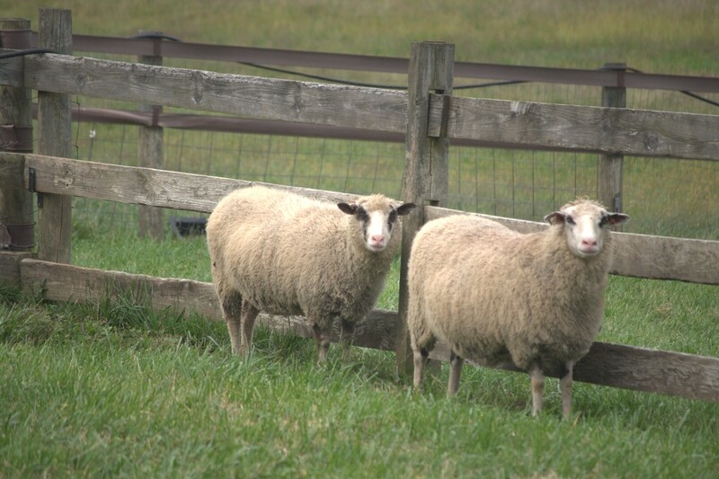 Finnsheep ewe breeding stock