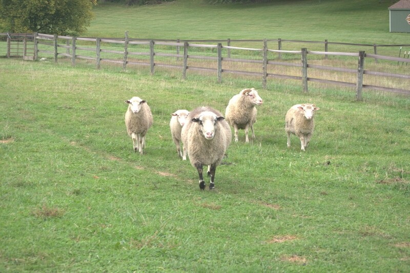 Finnsheep ram breeding stock