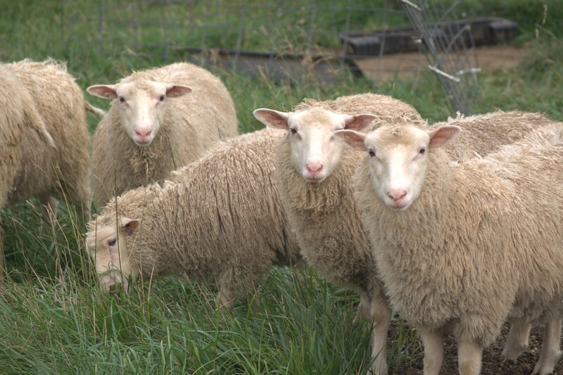 Spring 2025 &amp; 2026 Finn ram lambs
