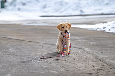 Mtn Straps Dog leash and Collars