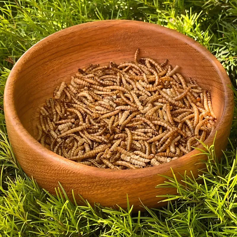 Larvas De Tenébrio Desidratado Pacote 250g