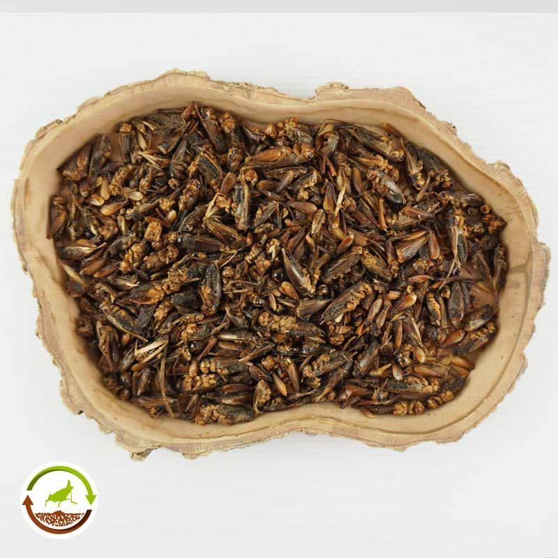 Grillo Seco Deshidratado Proteína Pura Aves Reptiles 100g