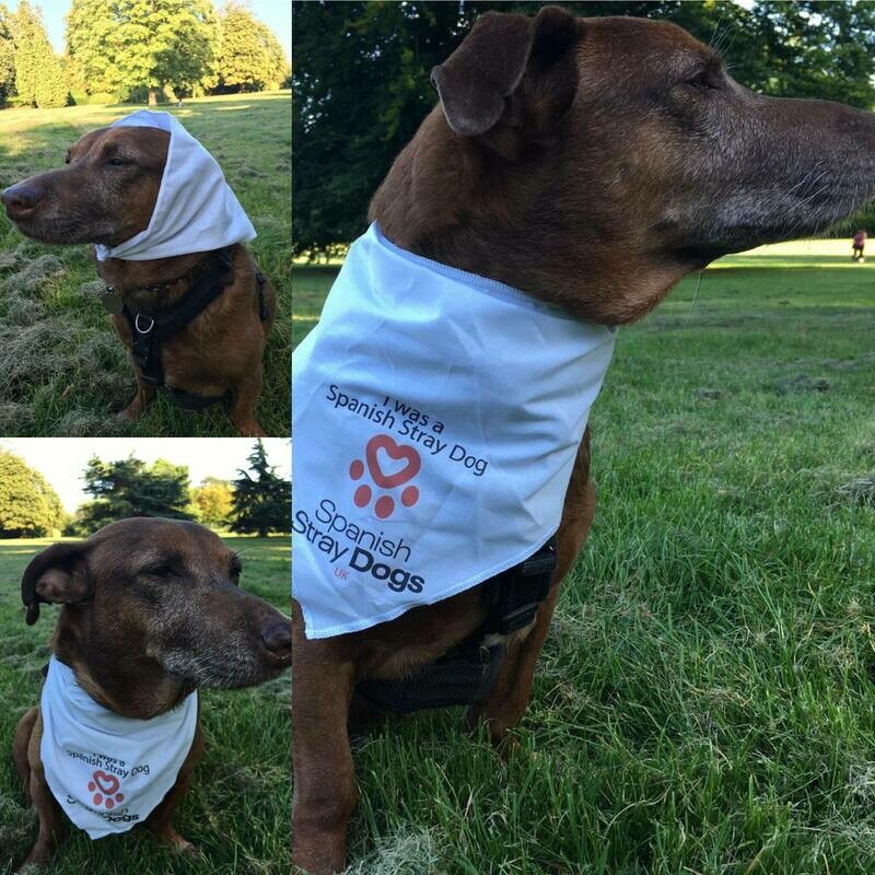 SSD Dog Bandana Large