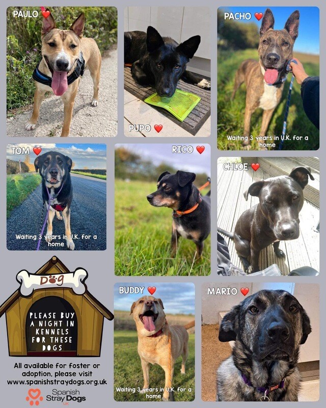 Night in UK kennels