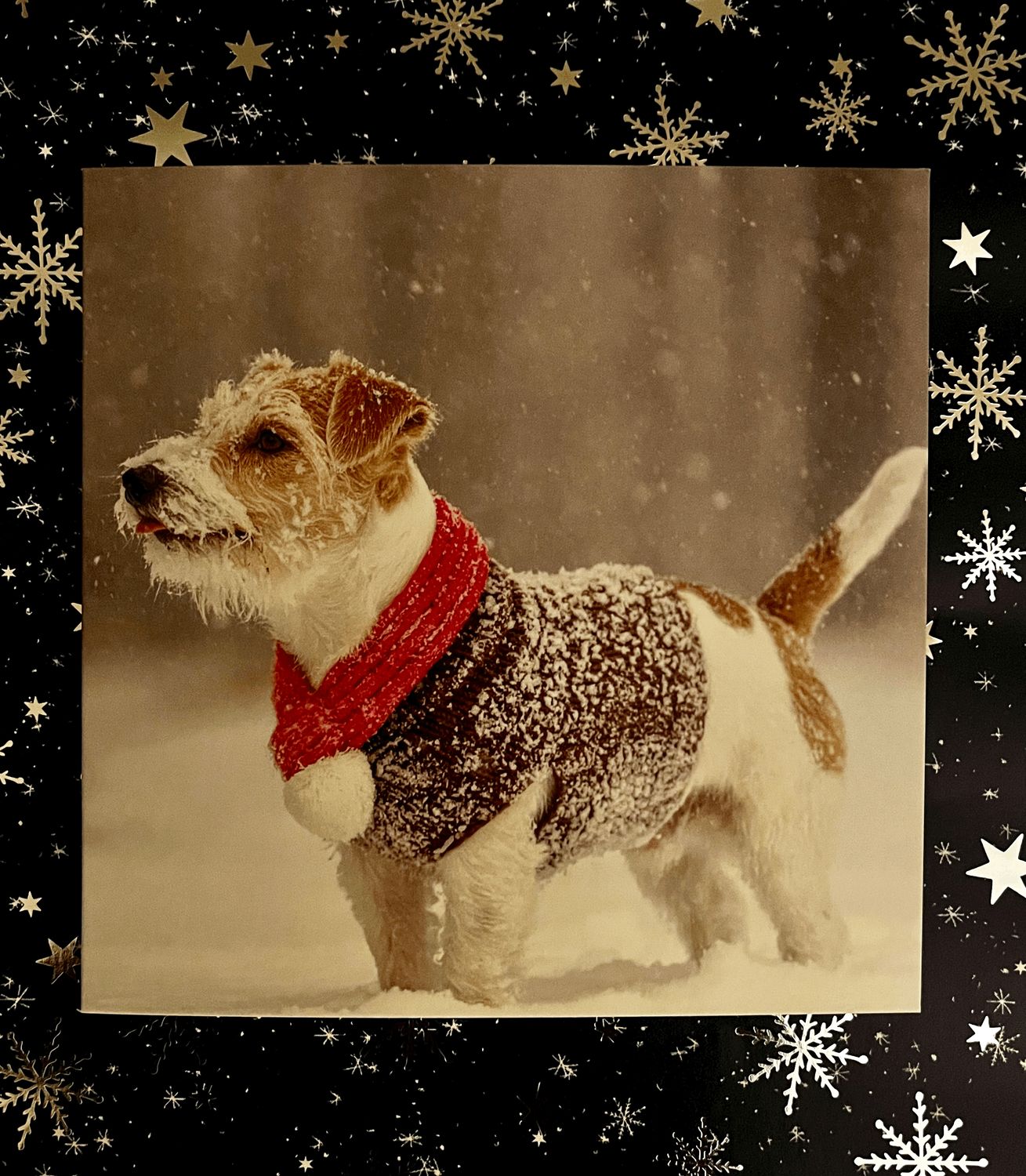 'Jack's Scarf' Christmas Cards. 'Jack's Scarf' Christmas Cards.