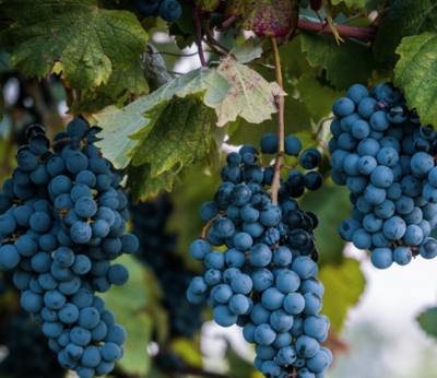 Vinoso – Barbaresco Wine Vinegar