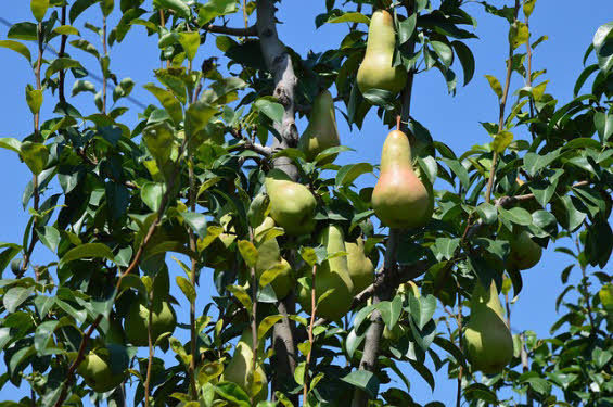 European Pear Large
