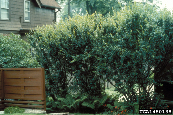 Cotoneaster Seedlings