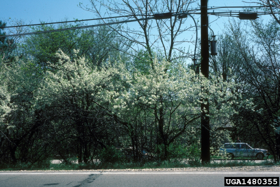 Native Plum Seedlings Native Plum Seedlings