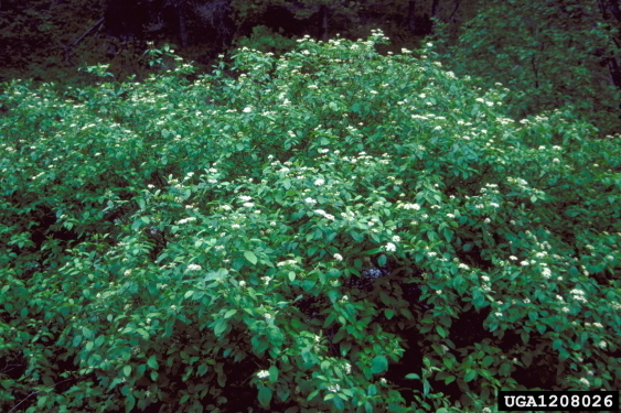 Red-Oiser Dogwood Seedlings
