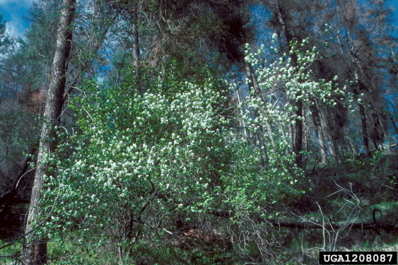 Service Berry Seedlings