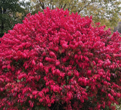 Burning Bush- Shrub