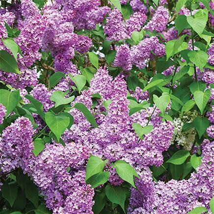 Lilac Shrub Large