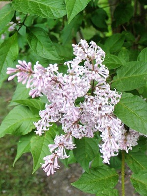 Lilac Villosa ( Late Lilac)