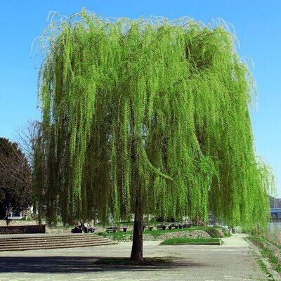 Green Weeping Willow