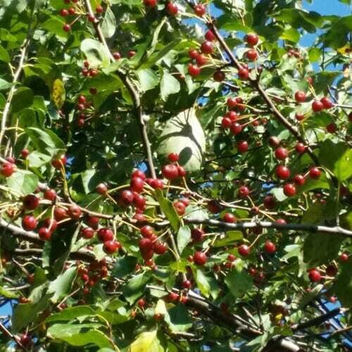 Midwest Crabapple Seedling, Crabapple Seedling: Midwest Crabapple Seedling-BR lot of 25