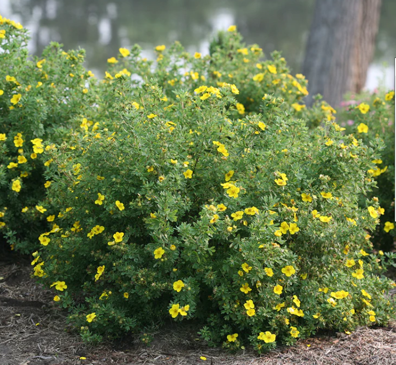 Potentilla Potentilla