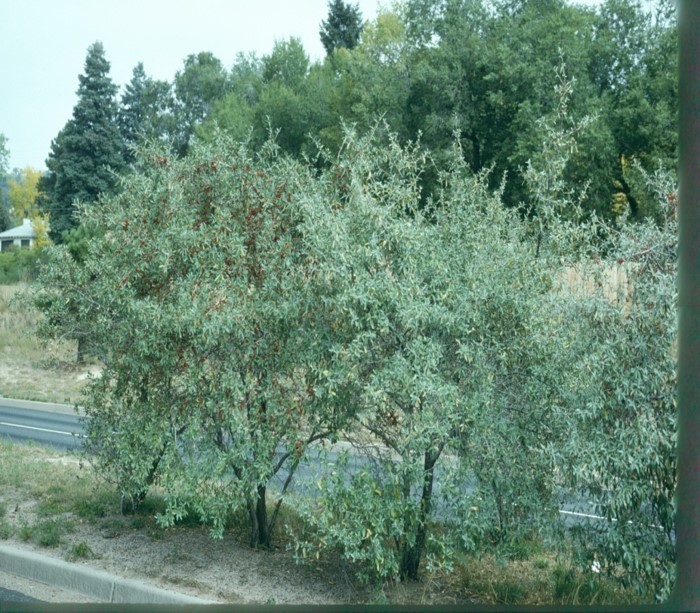 Buffalo Berry Seedlings