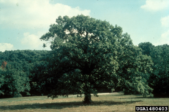 Bur Oak Large