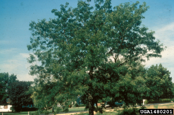 Honeylocust Seedlings