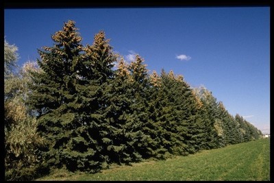 Colorado Blue Spruce Large