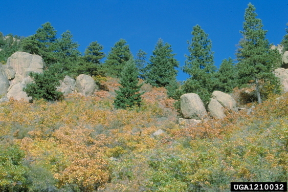 Ponderosa Pine Seedlings