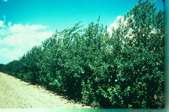 Canadian Red Chokecherry Large