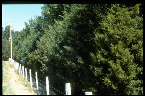 Eastern Red Cedar Seedlings