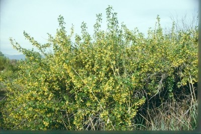 Golden Currant Seedlings