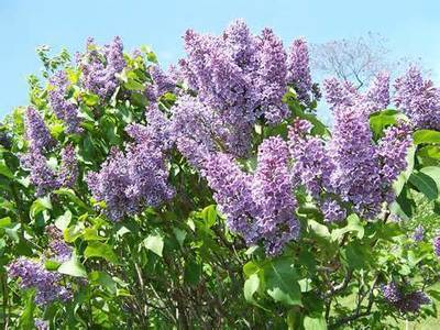 Lilac Seedlings