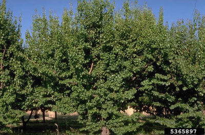 Manchurian Apricot Seedlings