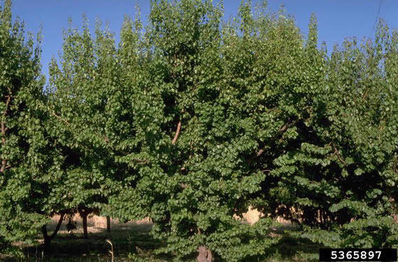 Manchurian Apricot Seedlings Manchurian Apricot Seedlings