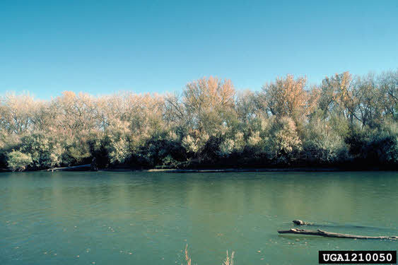 Hybrid Cottonwood Seedlings