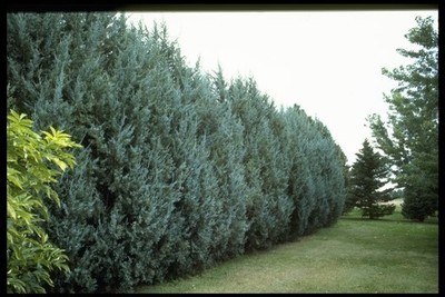 Rocky Mountain Juniper Seedlings