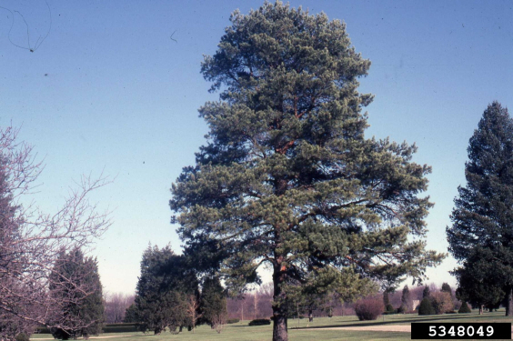 Scotch Pine Large