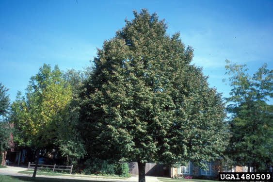 Greenspire Linden Large