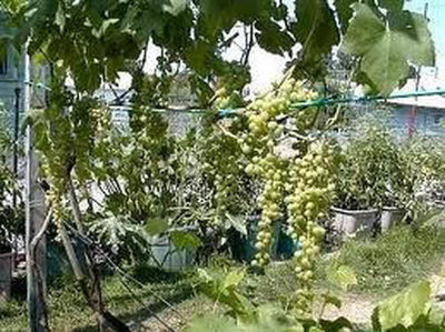 Himrod Grape Large