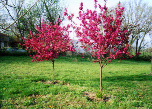 Prairie Fire Crabapple Large